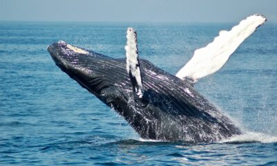 Declining Bitcoin Whale Activity – Why a Turnaround Matters