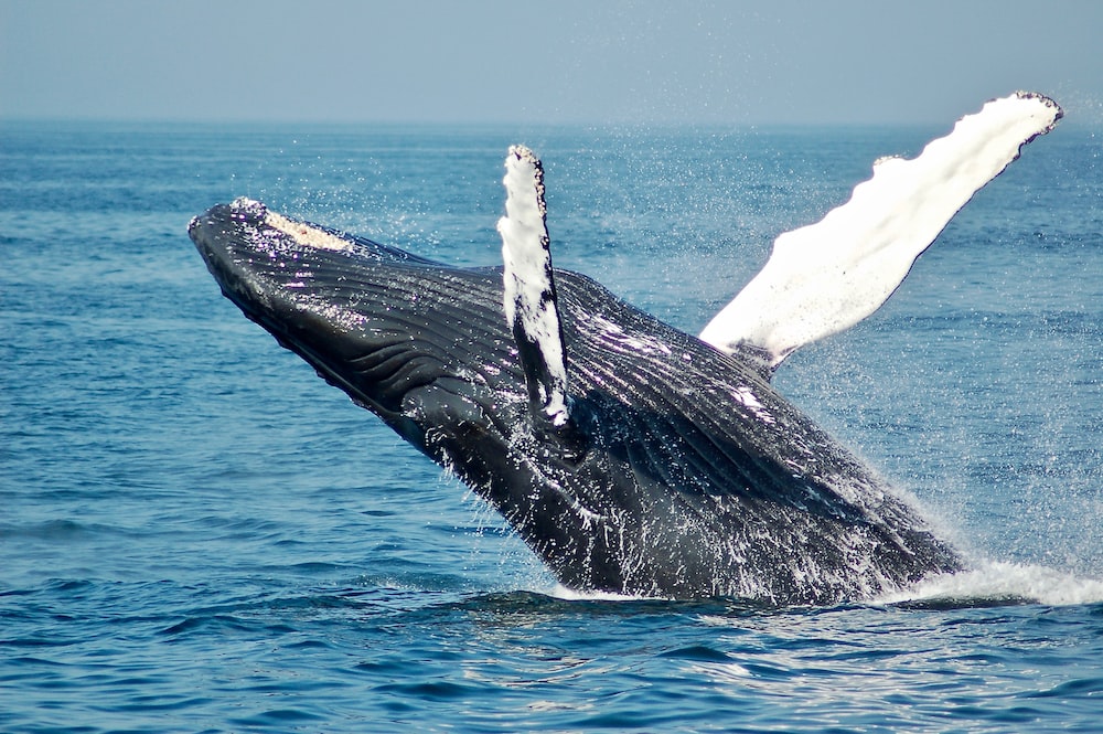 Declining Bitcoin Whale Activity – Why a Turnaround Matters