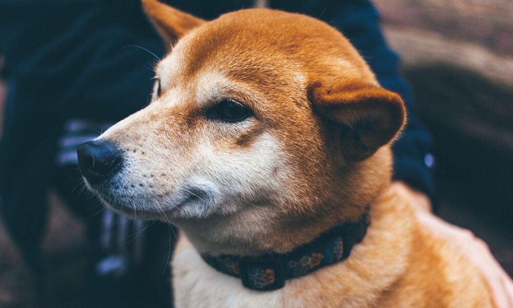 Shiba Inu (SHIB) Gets $12 Million Investment in Token Sale to Build Privacy-Focused Blockchain