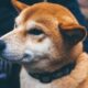 Shiba Inu (SHIB) Gets $12 Million Investment in Token Sale to Build Privacy-Focused Blockchain