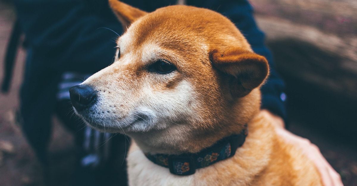 Shiba Inu (SHIB) Gets $12 Million Investment in Token Sale to Build Privacy-Focused Blockchain