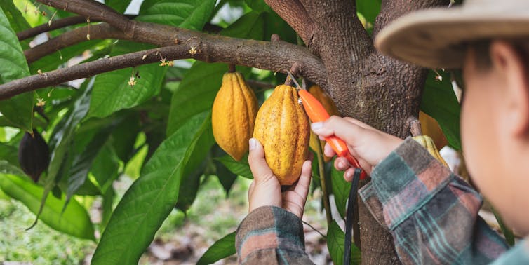 Cocoa farmer at work.